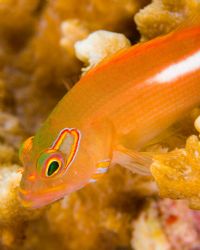 Taken in Palau with nikon d70 and 105 lens by Tom Meyer 